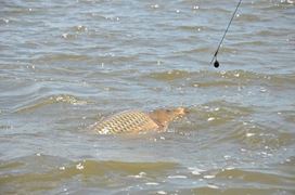 Sarulesti - Mai 2013